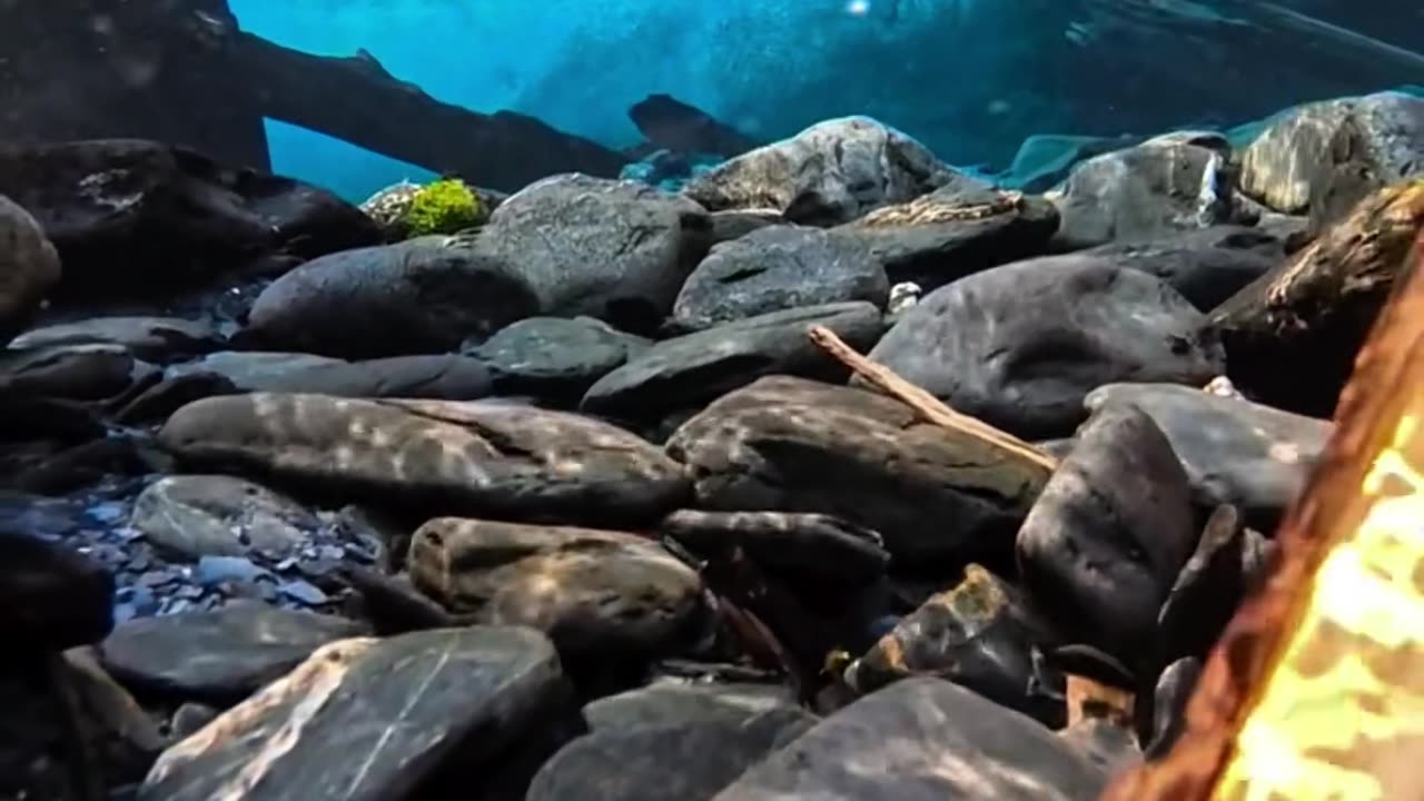 These undisturbed mountain streams are always