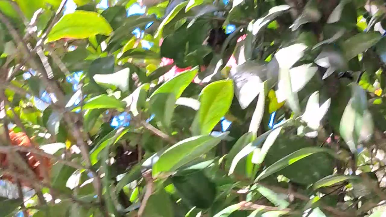 God's beautiful creations