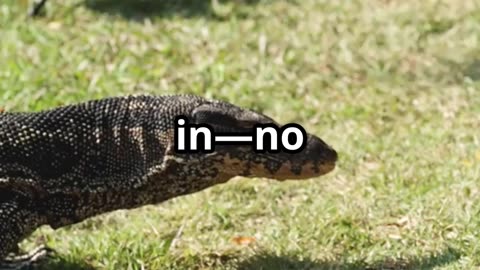 🐊🕊️ Toothpick Birds & Crocodile Smiles Nature’s Oddest Friendship 🦷🌿