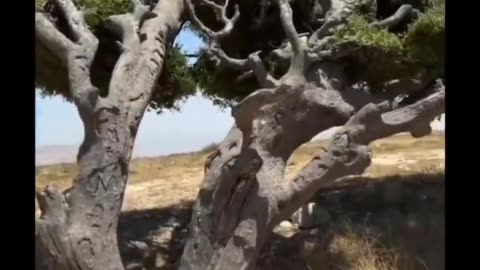 Levantine Live Oak (Quercus calliprinos) Israel