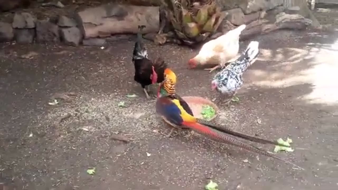 Rare Amazing Fight