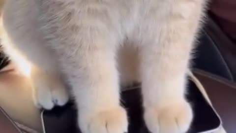 funny cats moment