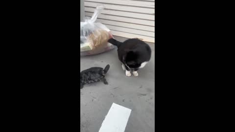 Part 3: Cat & Dog Comedy Showdown! 🐶🐱 | The Chaos Just Keeps Coming! 😂