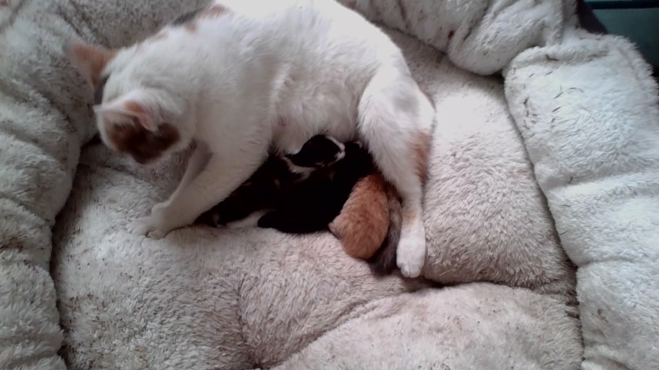 New Small Litter of Kittens Born with no Human intervention!