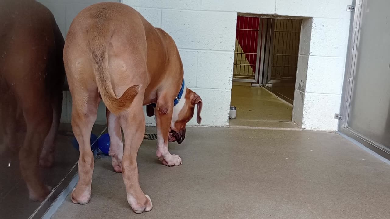 Donzo 2y A865456 harrys haven kennel 214 PACC shelter our bond's growing nicely independent202593810