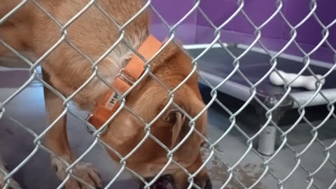 Nugget 5y Pet Id 946758 kennel 15 HSSAZ shelter gave him some big biscuits, he was ~good2025829212