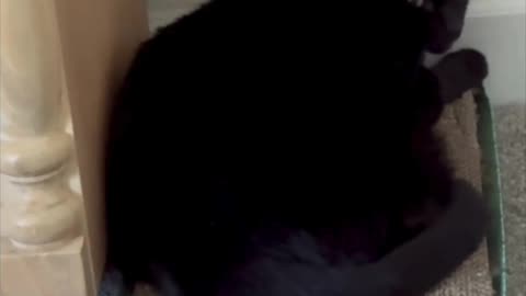 Cute Precious Piper Does a Croissant Tuffet Pose - My Adopted Shelter Cat Vlog #shorts