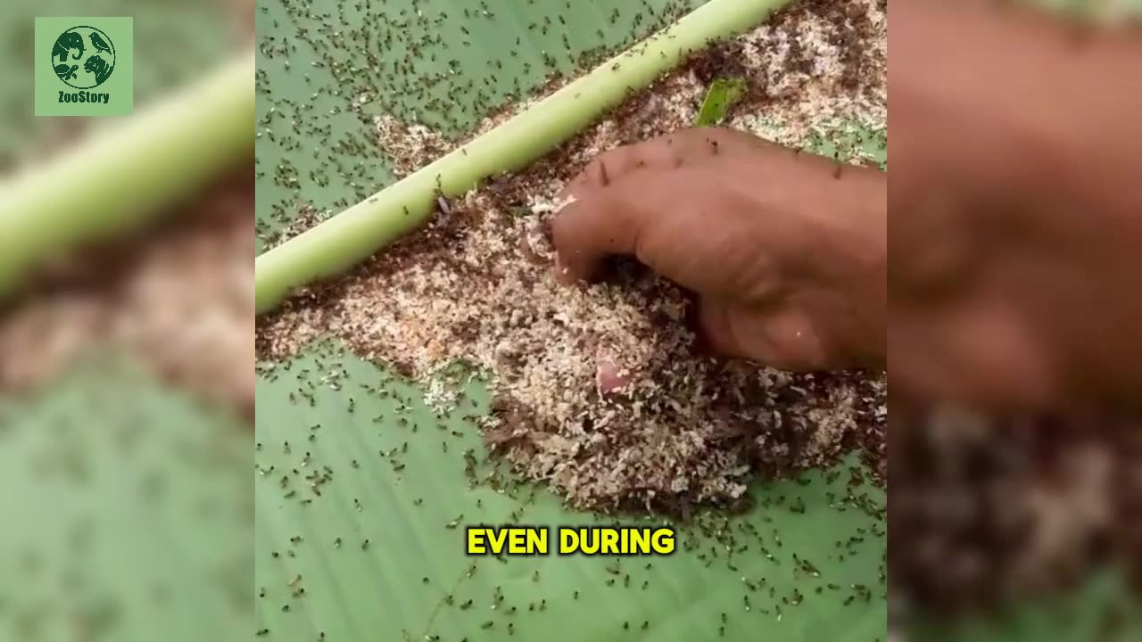 The Selfless World of Ants