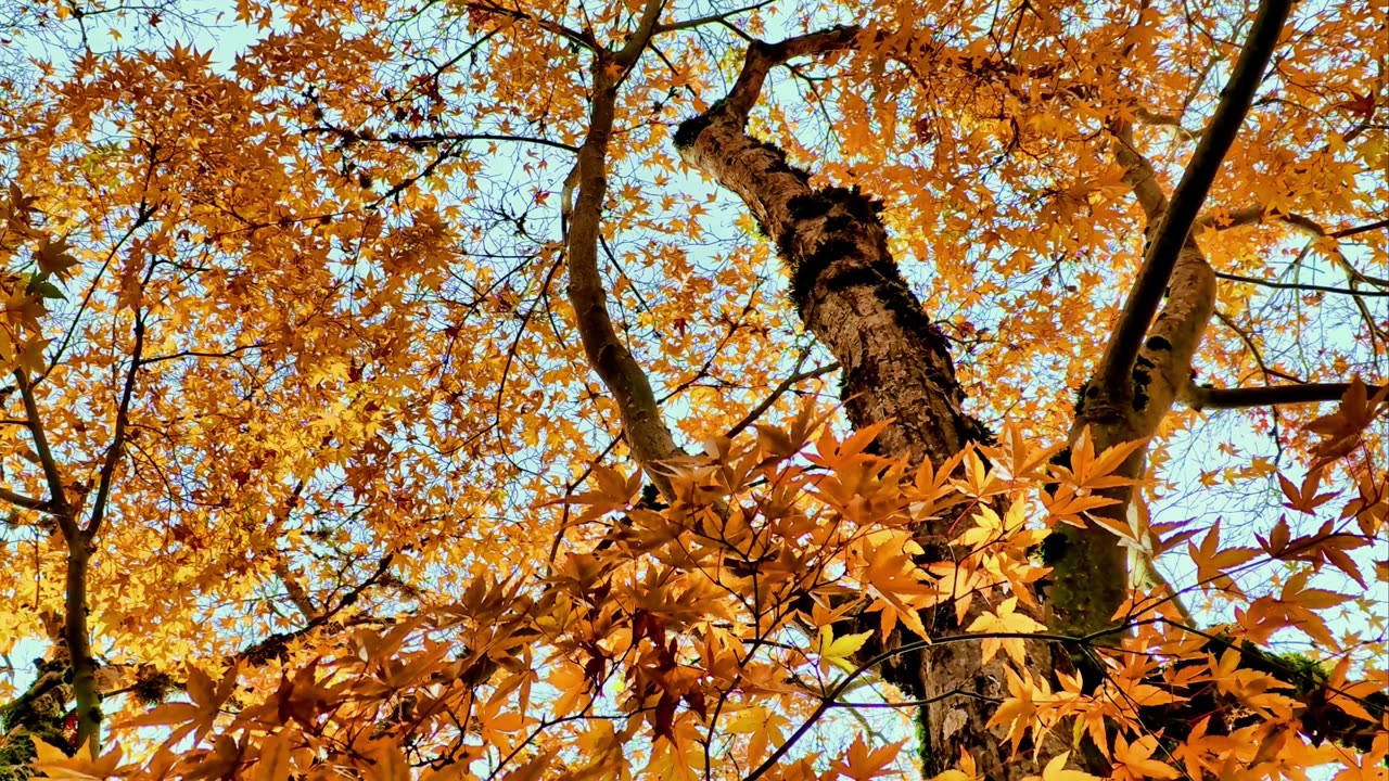 Pixabay 242945