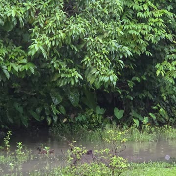 Ducks Taking A Swim 🦆 Morning Farm Walk | Expat in the Philippines