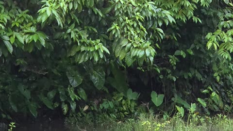 Ducks Taking A Swim 🦆 Morning Farm Walk | Expat in the Philippines