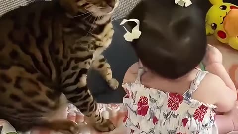 Cat hits