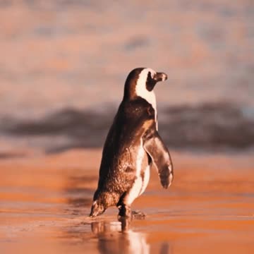 Waddle to the Waves 🐧🌊 | Sounds of Nature