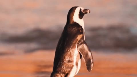 Waddle to the Waves 🐧🌊 | Sounds of Nature