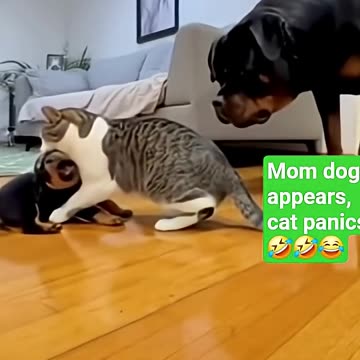 Cat behaves after mama dog appears