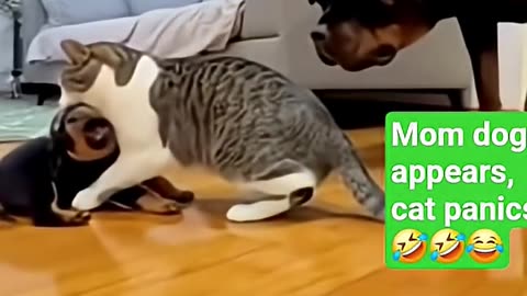 Cat behaves after mama dog appears