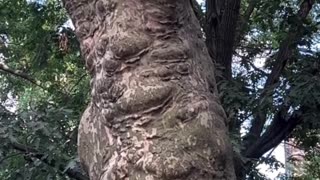 This child's kindness has garnered millions of views on this video