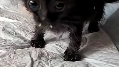 Baby Corn informing his foster mom that he is hungry