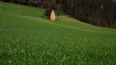 Meadow, grass, spring meadow