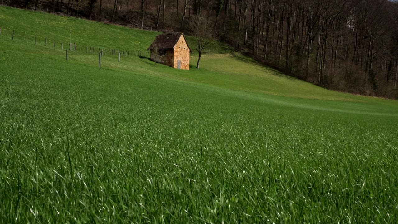 Meadow, grass, spring meadow
