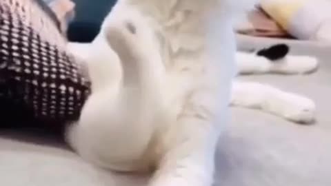 Fanny movie