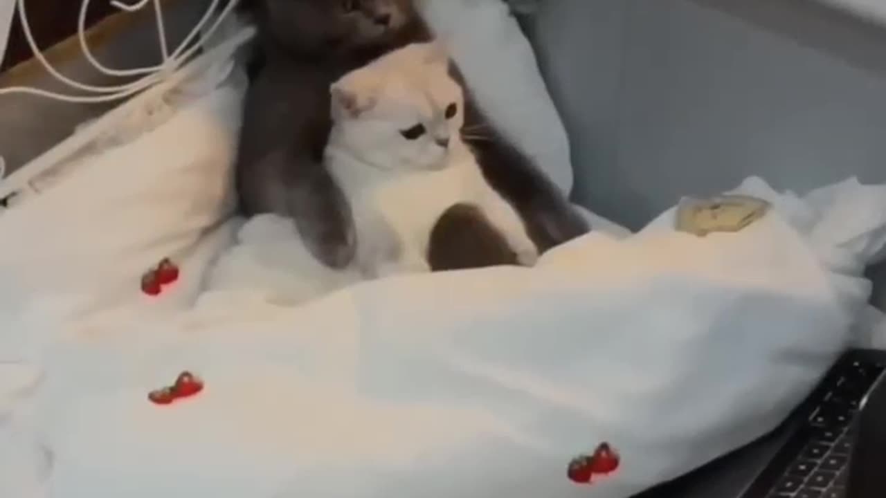 Cat showing love
