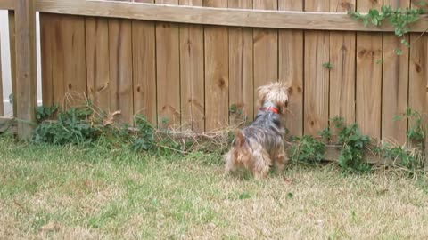 Chewy vs Weedeater #chewy #funnydogs #yorkie #batman