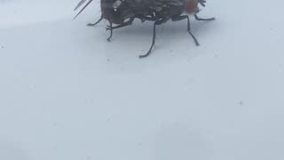😂🐛 Why Are These Flies Fighting On My Car? | FunFM