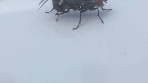 😂🐛 Why Are These Flies Fighting On My Car? | FunFM