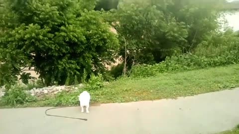 dog