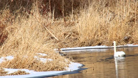 Female Common Merganser catches a huge fish - Can she eat it though?