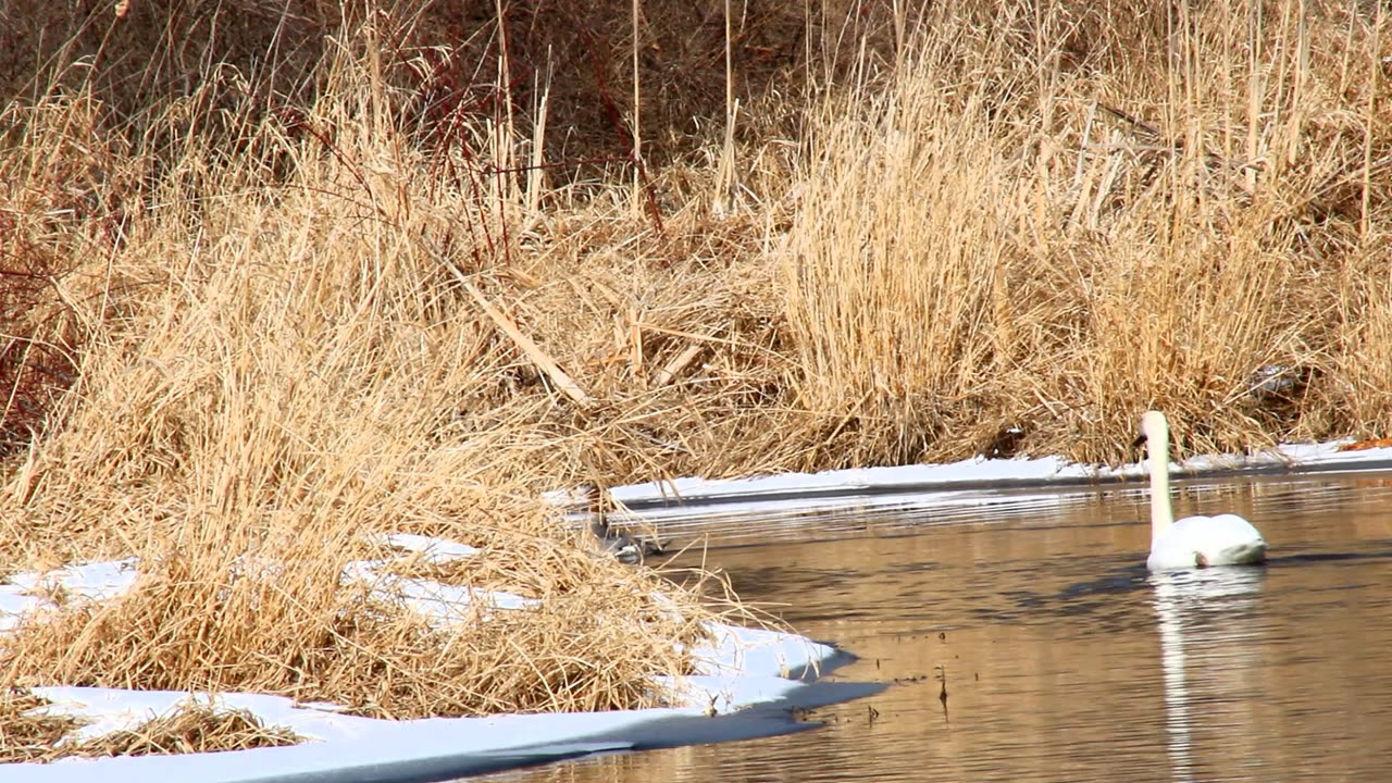 Female Common Merganser catches a huge fish - Can she eat it though?