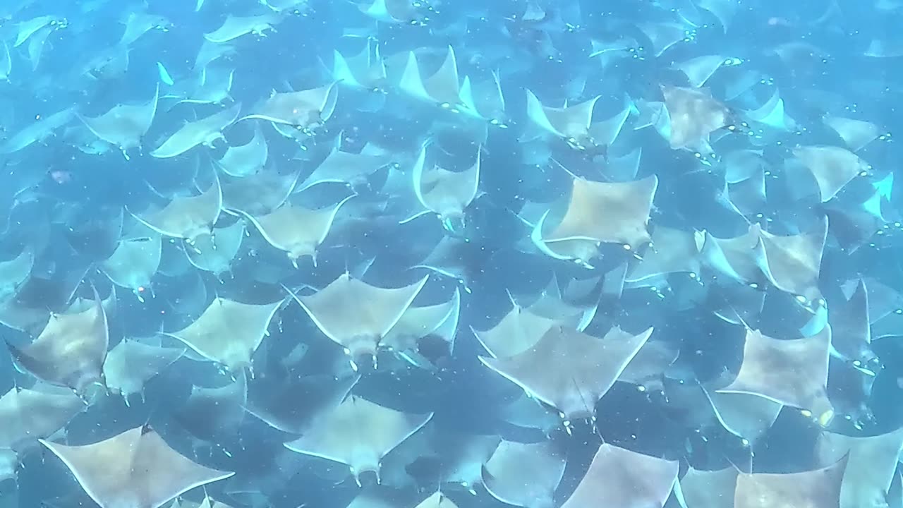 Giant School of Mobula Rays