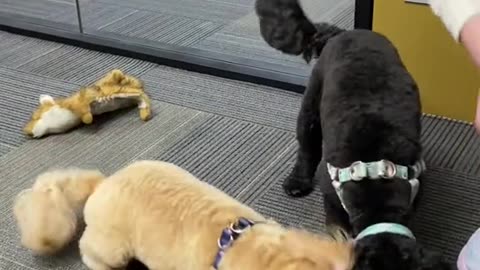 Drool By Dr. Chris Brown Dog Treats