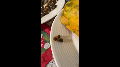 Semena papáji jsou lék