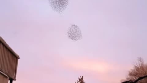 Murmeration