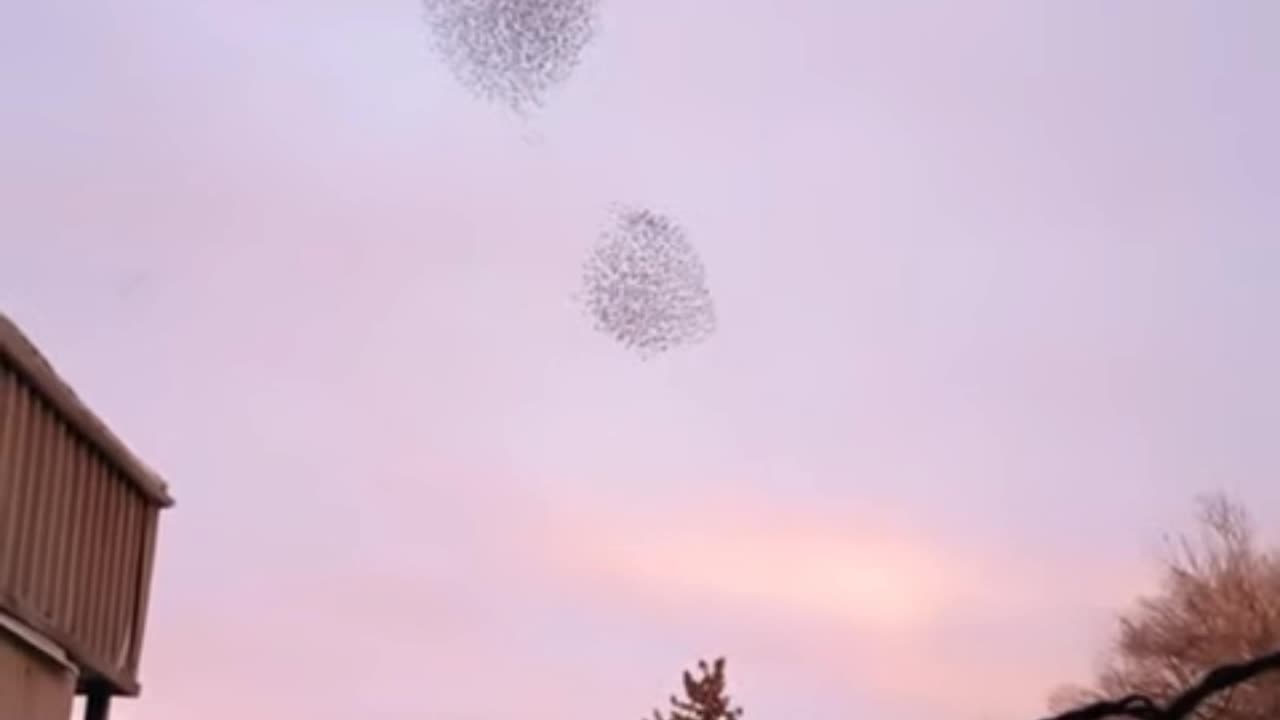 Murmeration