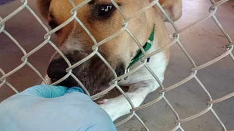 Yogi Bear Pet Id 940279 kennel 20 HSSAZ shelter eye-contact brought us closer together?2025822894