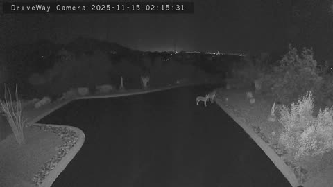 4 Coyotes looking for prey