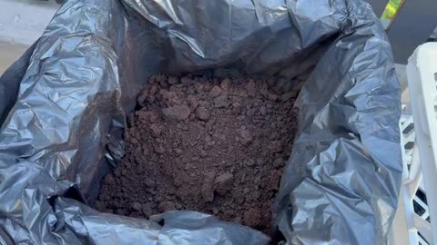 Collecting FREE coffee grinds and using them in your GARDEN