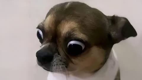 30 Minutes Laugh with These Silly Dogs