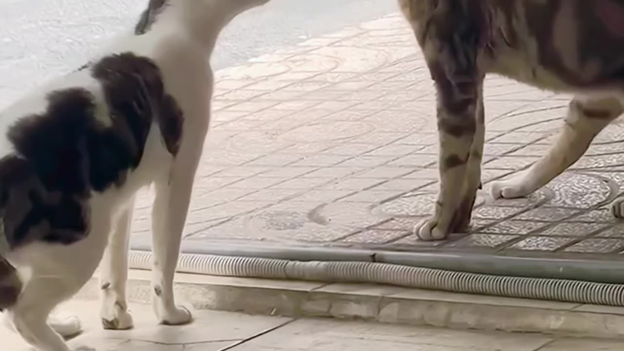 A cute Cat Fight