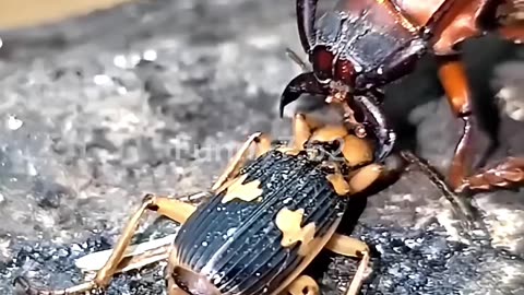 WILD Animal Secrets That Nobody Ever Told You