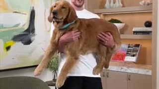 Breaking: Holding Bigger And Bigger Dogs