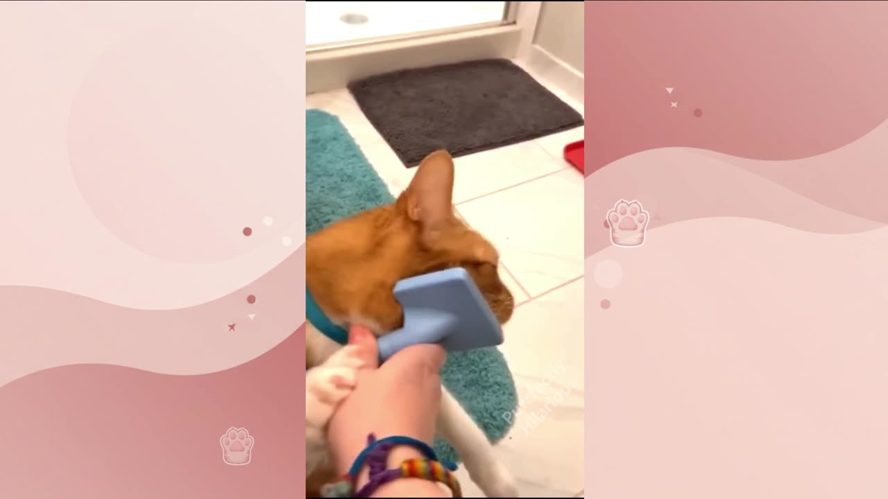 Cats Being Funny: Weekly Edition 1