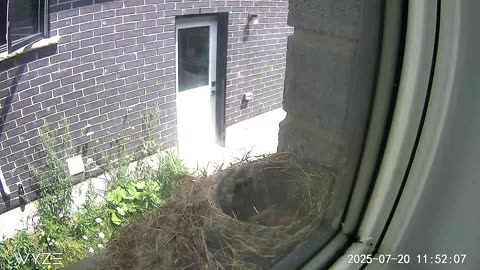 3rd hatching