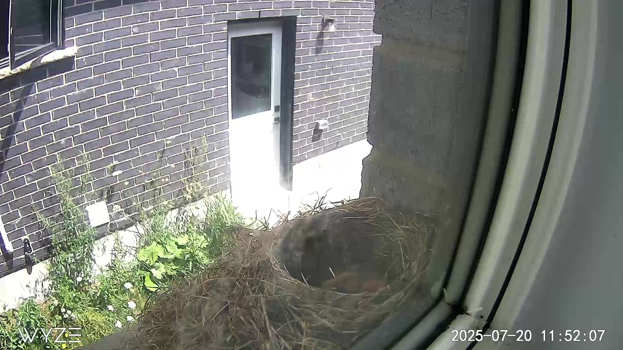 3rd hatching