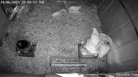 Millar Time Chicken Cam