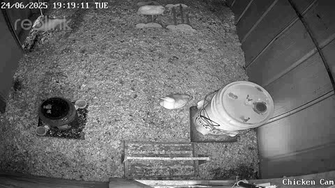 Millar Time Chicken Cam
