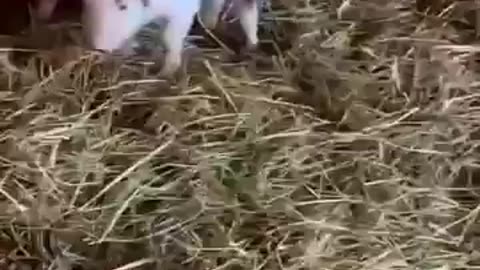 So much cuteness